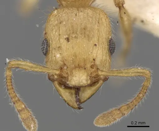 Tetramorium meressei - CASENT0280922