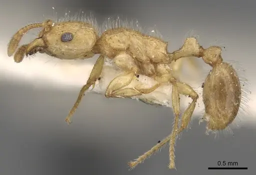 Tetramorium meressei - CASENT0280922