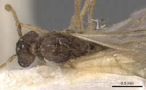 Tetramorium meressei - CASENT0901032