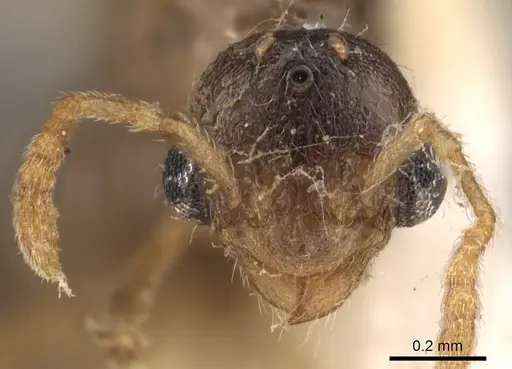 Tetramorium meressei - CASENT0901032