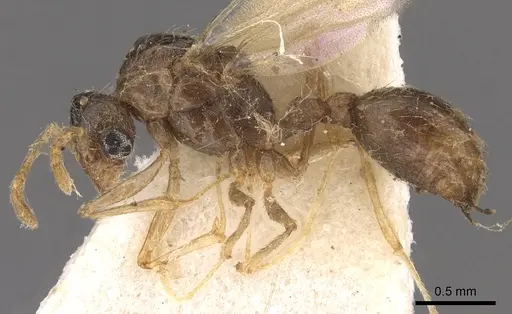 Tetramorium meressei - CASENT0901032