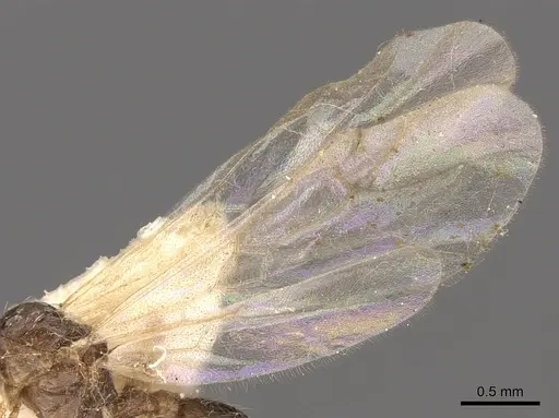 Tetramorium meressei - CASENT0901032