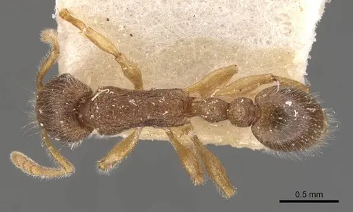 Tetramorium meressei - CASENT0909140