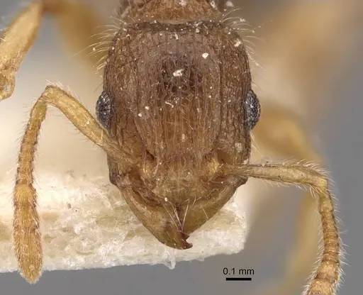 Tetramorium meressei - CASENT0909140