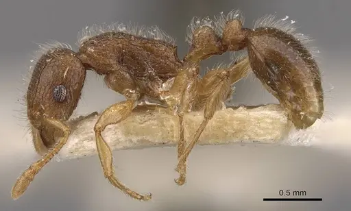 Tetramorium meressei - CASENT0909140