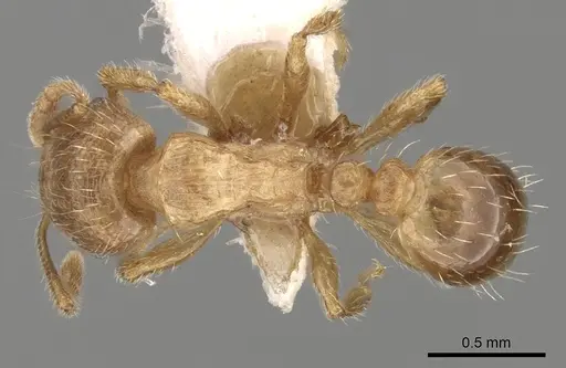 Tetramorium meridionale specimen