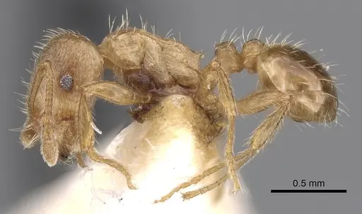 Tetramorium meridionale specimen
