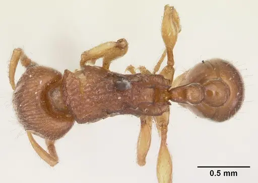 Tetramorium merina specimen