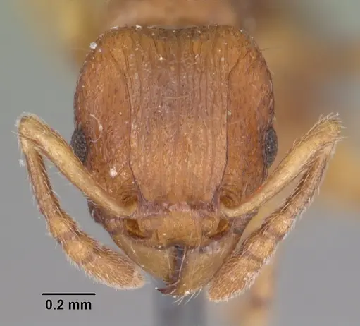 Tetramorium merina specimen