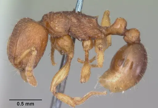 Tetramorium merina specimen