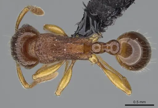 Tetramorium merina - CASENT0437226
