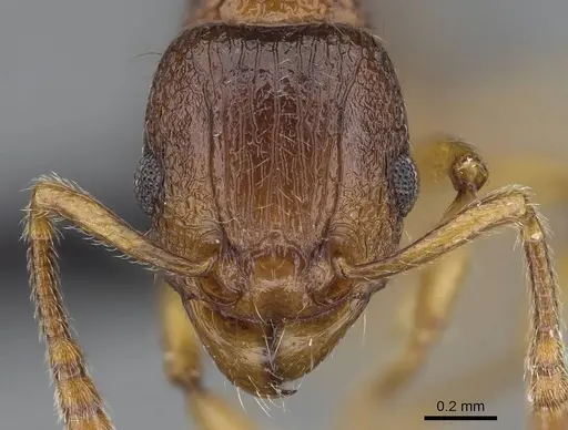 Tetramorium merina - CASENT0437226