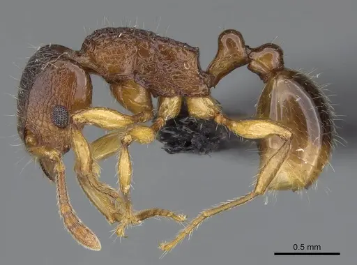 Tetramorium merina - CASENT0437226