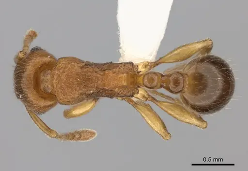 Tetramorium merina - CASENT0437232