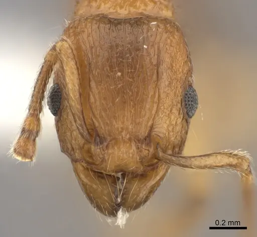 Tetramorium merina - CASENT0437232