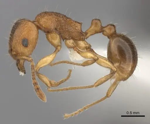 Tetramorium merina - CASENT0437232