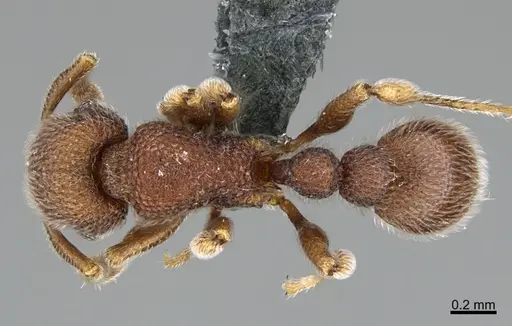 Tetramorium meshena specimen
