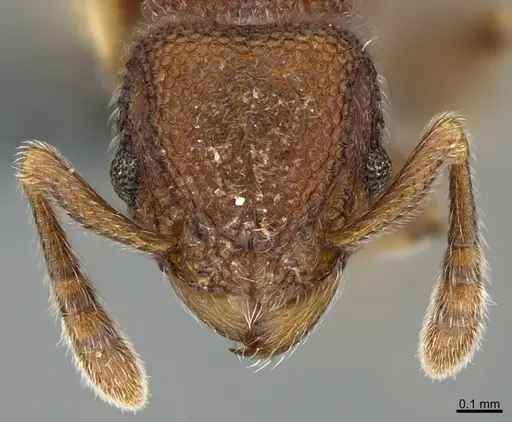 Tetramorium meshena specimen