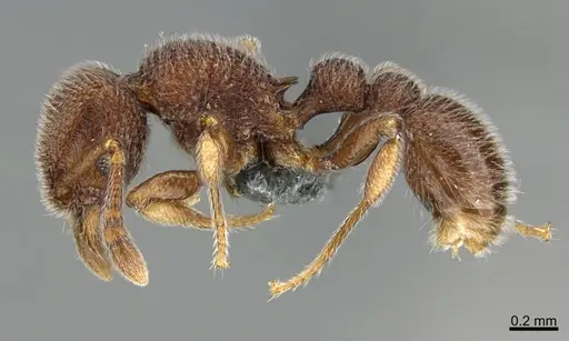 Tetramorium meshena specimen