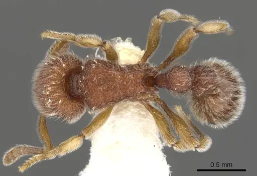 Tetramorium meshena - CASENT0901065