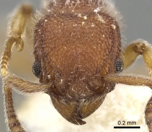 Tetramorium meshena - CASENT0901065