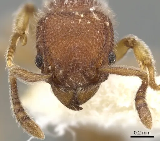 Tetramorium meshena - CASENT0901065