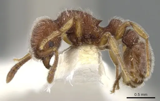 Tetramorium meshena - CASENT0901065