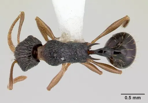 Tetramorium metactum specimen