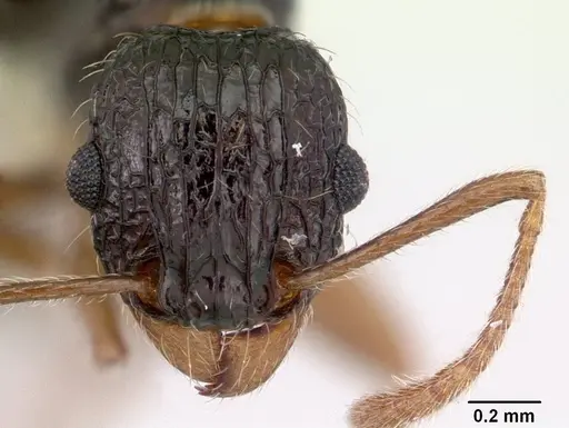 Tetramorium metactum specimen