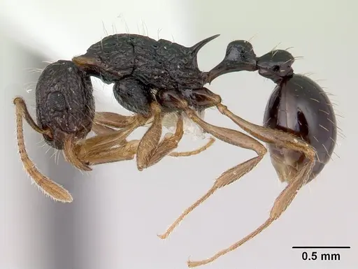 Tetramorium metactum specimen