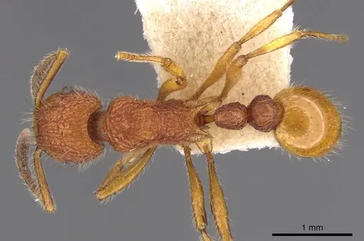 Tetramorium mexicanum specimen