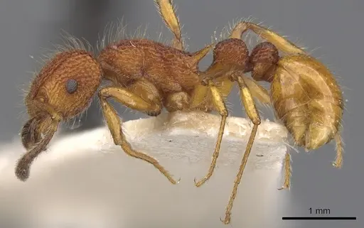 Tetramorium mexicanum specimen