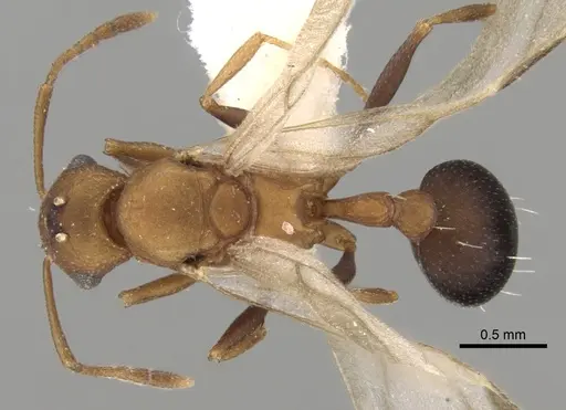 Tetramorium microgyna specimen