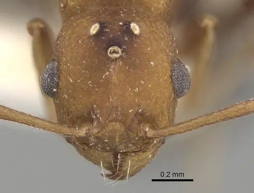 Tetramorium microgyna specimen