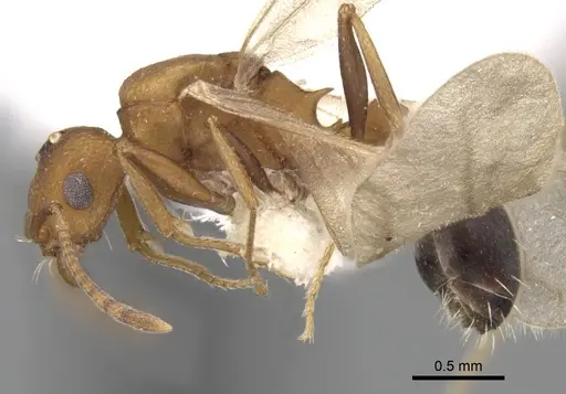 Tetramorium microgyna specimen