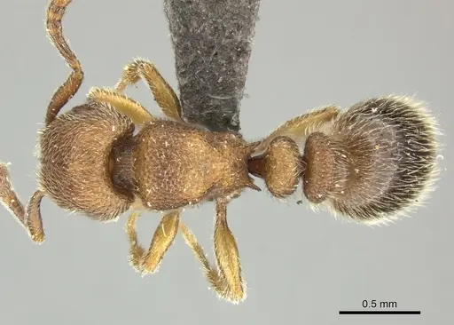Tetramorium microps specimen