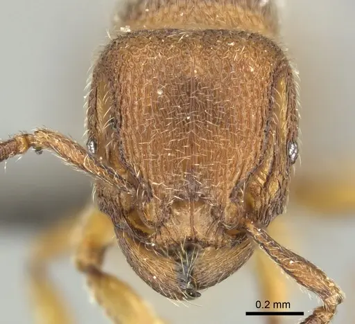 Tetramorium microps specimen