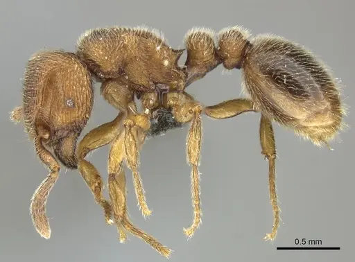 Tetramorium microps specimen