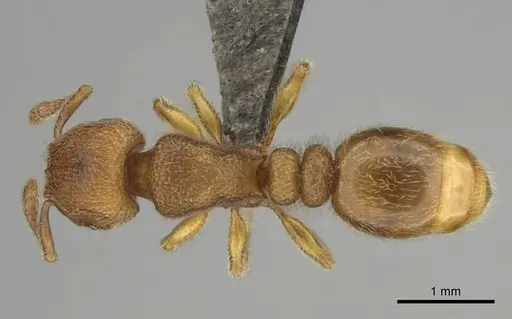 Tetramorium microps - CASENT0253275