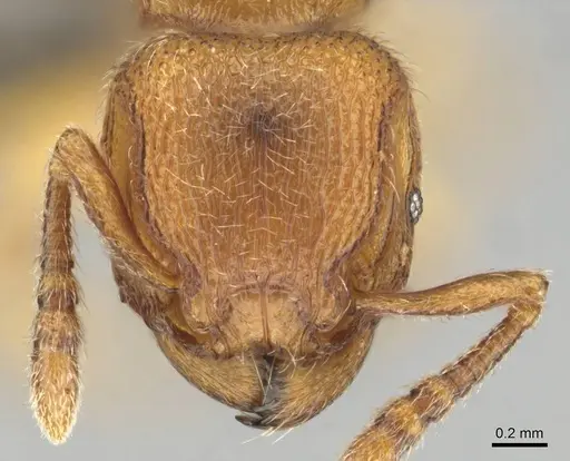 Tetramorium microps - CASENT0253275