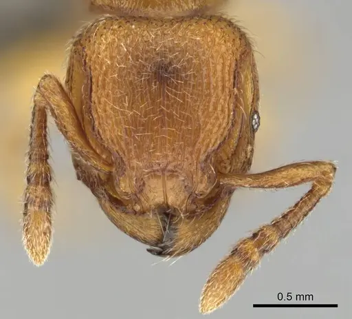 Tetramorium microps - CASENT0253275