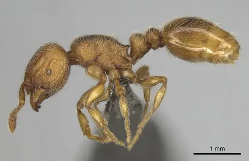 Tetramorium microps - CASENT0253275