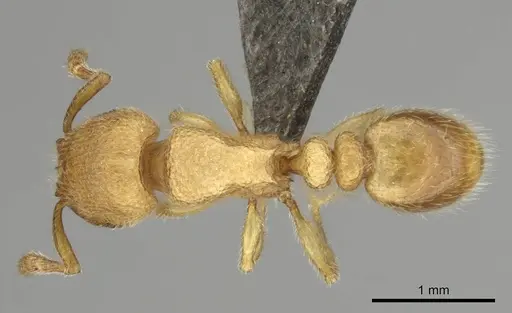 Tetramorium microps - CASENT0253283