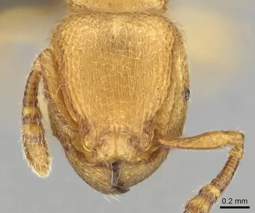 Tetramorium microps - CASENT0253283