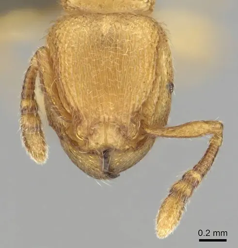 Tetramorium microps - CASENT0253283