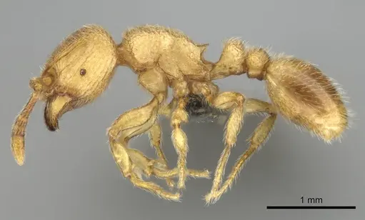 Tetramorium microps - CASENT0253283