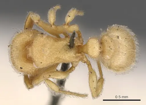 Tetramorium microps - CASENT0901139