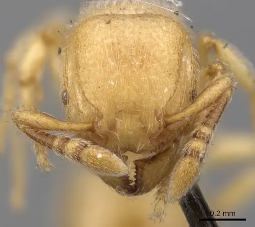 Tetramorium microps - CASENT0901139