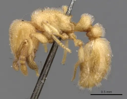 Tetramorium microps - CASENT0901139
