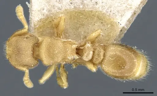 Tetramorium microps - CASENT0904792